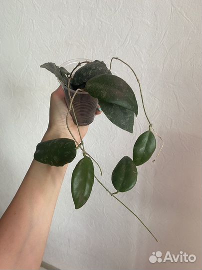 Хойя каудата, лакуноза, белла, луис буис, куртиси