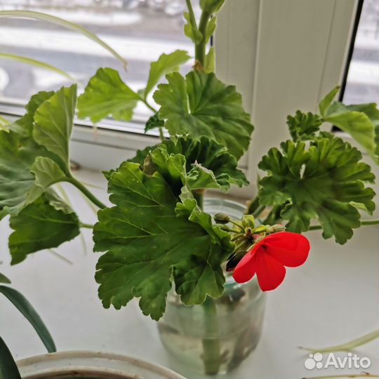 Шефлера, фиалка, герань, спатифилл, фикус, строман