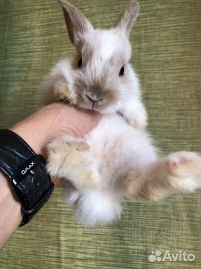Карликовые крольчата1-1,5 мес