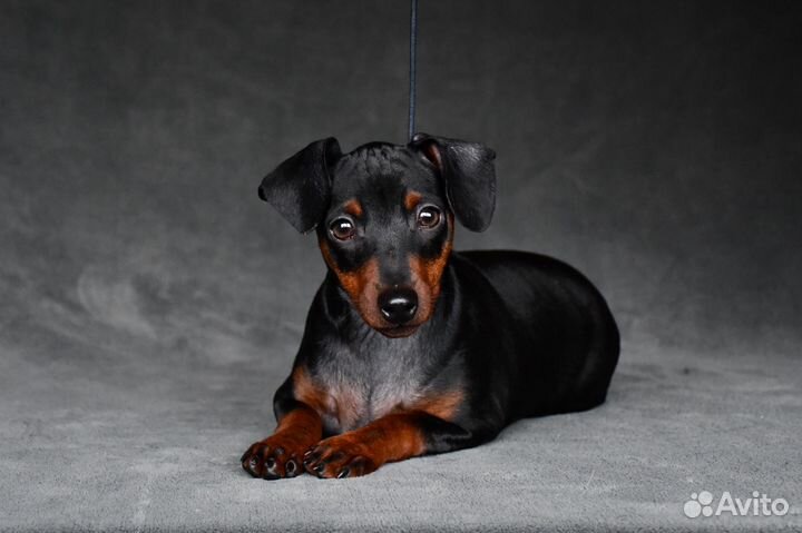 Черно-подпалая зажигалочка