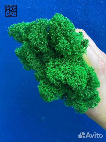 Стабилизированный мох, Тёмно-зелёный