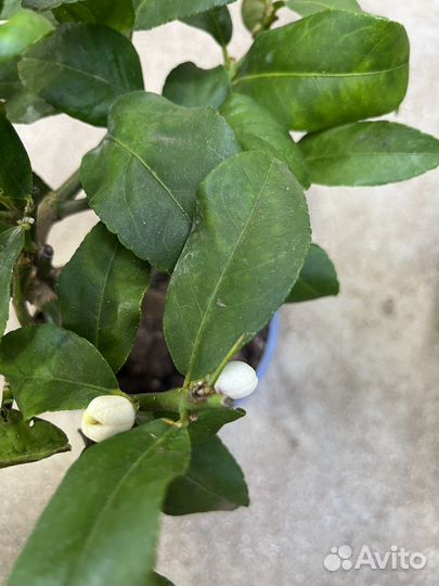 Цитрофортунелла Лимон штамбовая, плодоносит