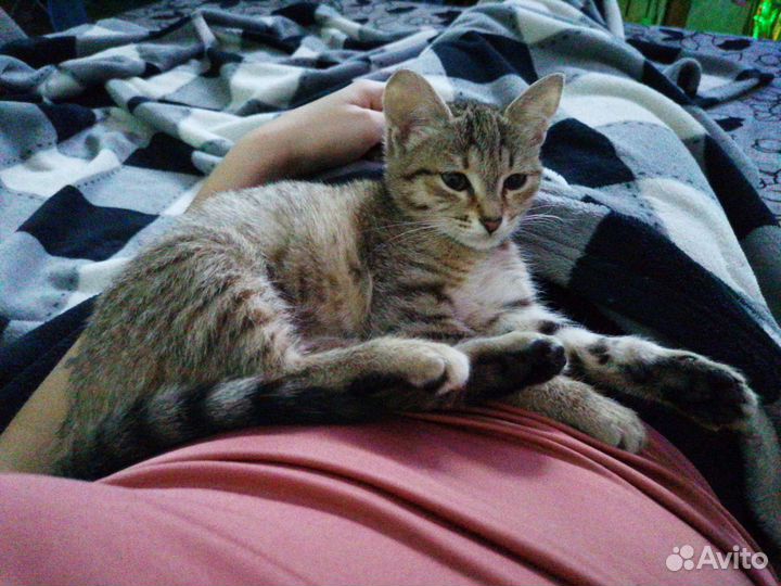 Кошечка в добрые руки