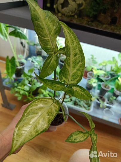 Сингониум Spear point