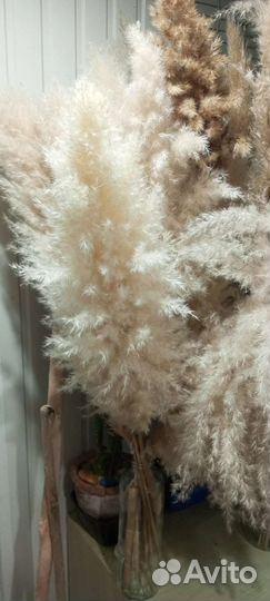 Пампасная трава