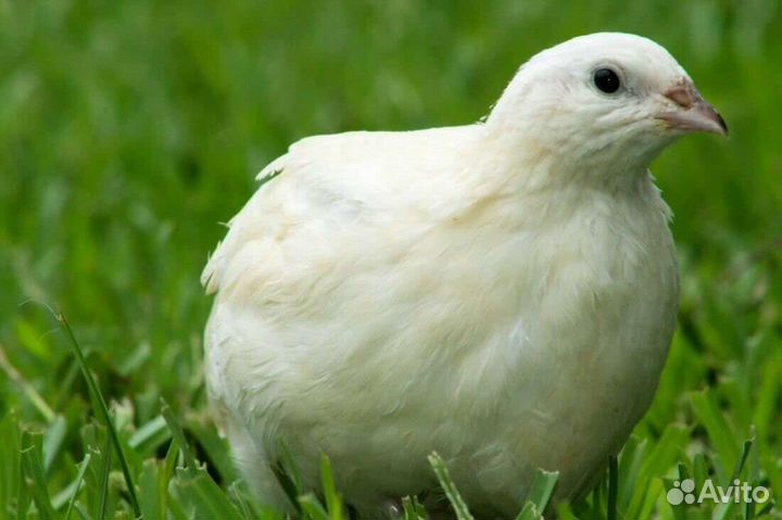 Техасский перепел