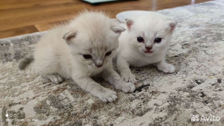 Шотландские котята
