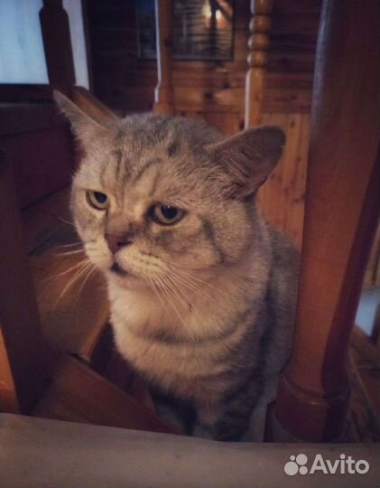 Британский кот