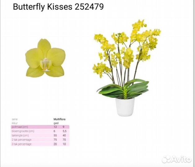 Орхидея фаленопсис