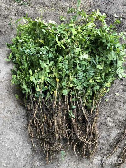 Глициния саженцы.блю мун