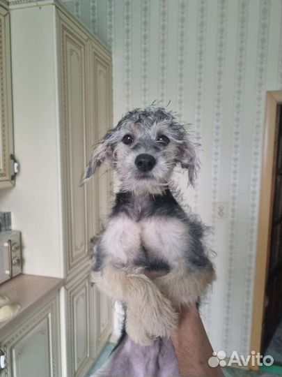 Щенки китайской хохлатой