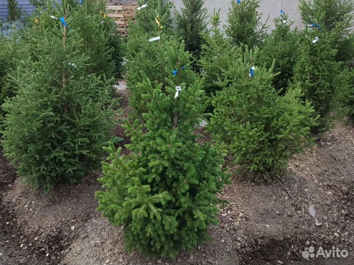 Ель сибирская от 90 до 190 см