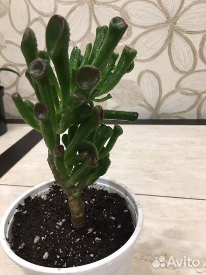 Крассула Хобит и Толстянка древовидная