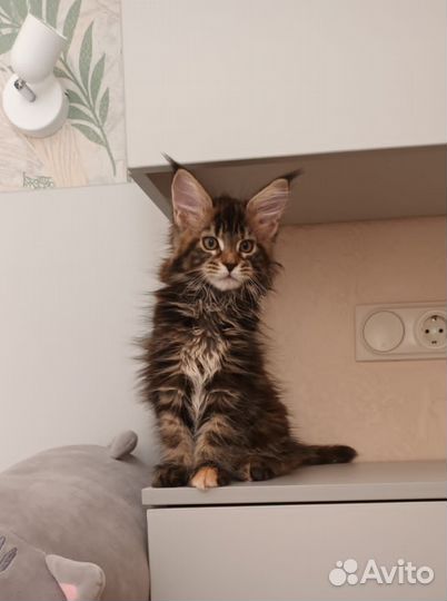 Котята мейкуны продажа