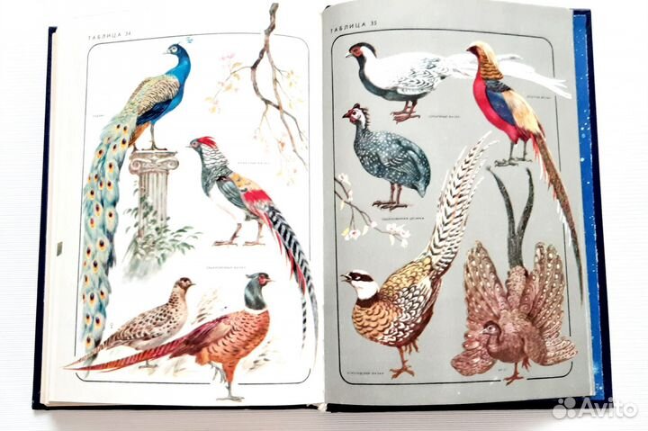 Дмитриев Соседи по планете Птицы Насекомые