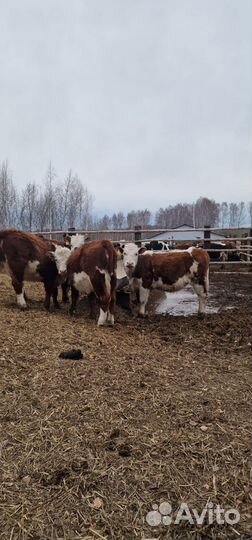 В продаже племенные Тёлки породы Герефорд (Нетели)
