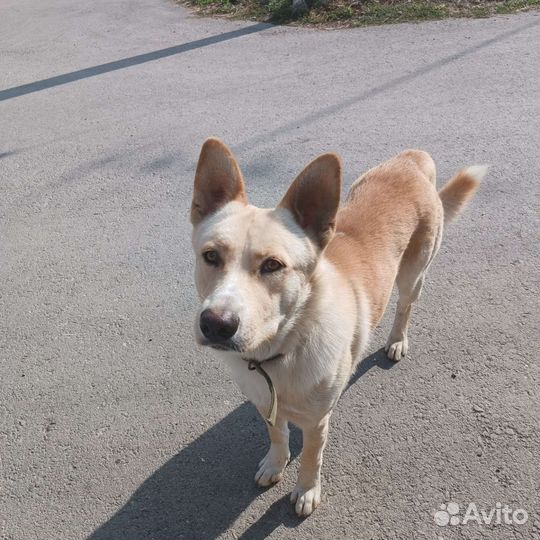 Собака размером с овчарку