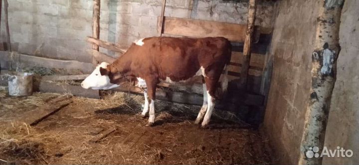 Тёлочка на племя сементалка возраст 1год