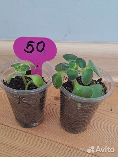 Дерево любви и счастья Аихризон