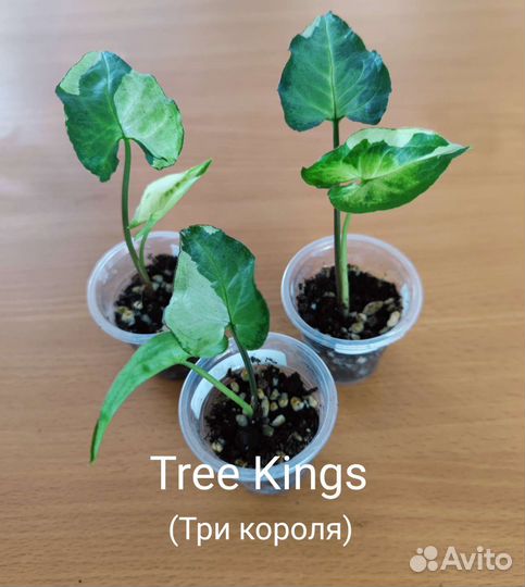 Сингониумы