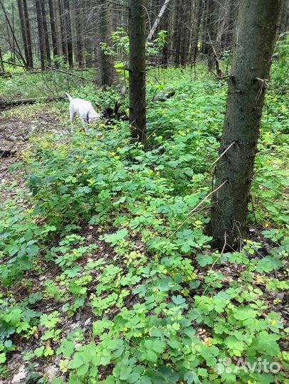 Свеча из травы полынь для окуривания помещения