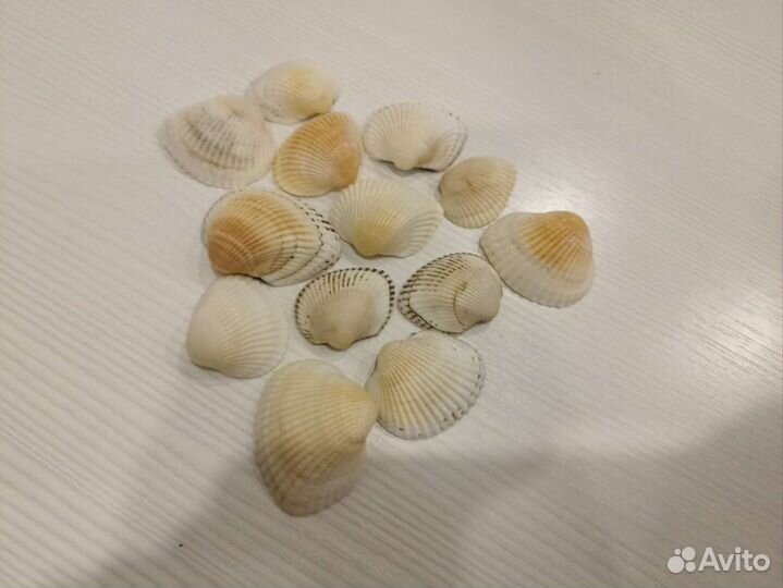 Морские ракушки