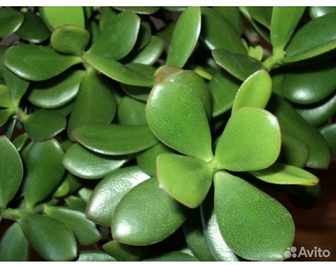 Денежное дерево (Толстянка)