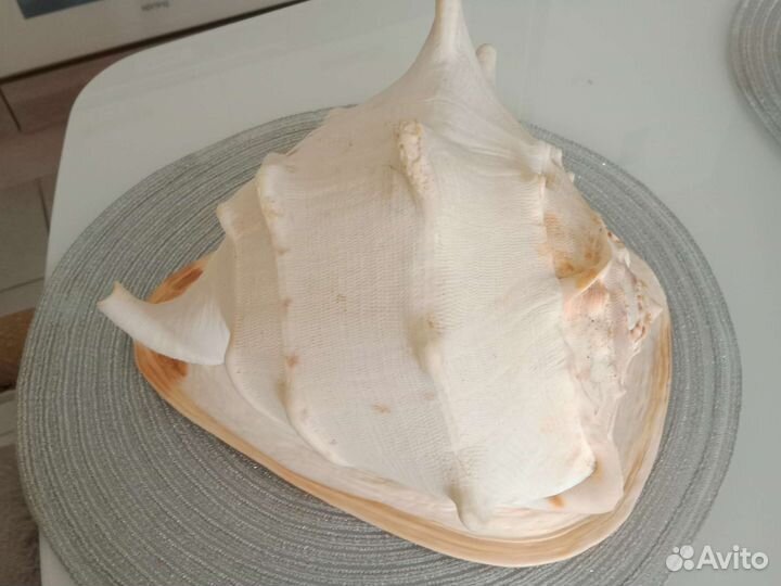 Большая натуральная ракушка