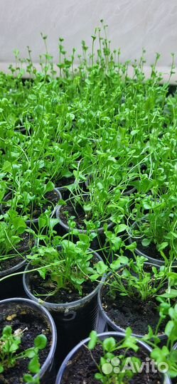 Рассада лобелии