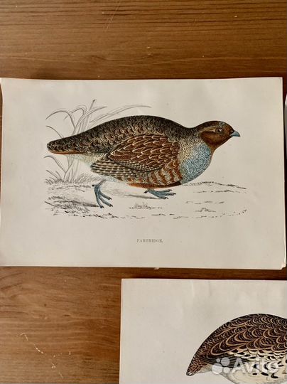 Ксилография гравюры антикварные