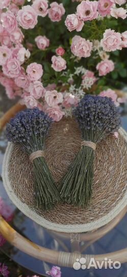 Лаванда сухоцвет