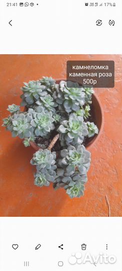 Комнатные цветы