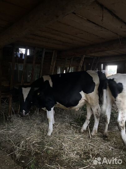 Телки бычки