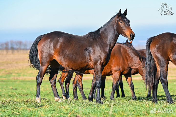 Лошади кабылы