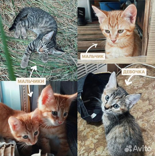 Возьмите пушистого друга домой