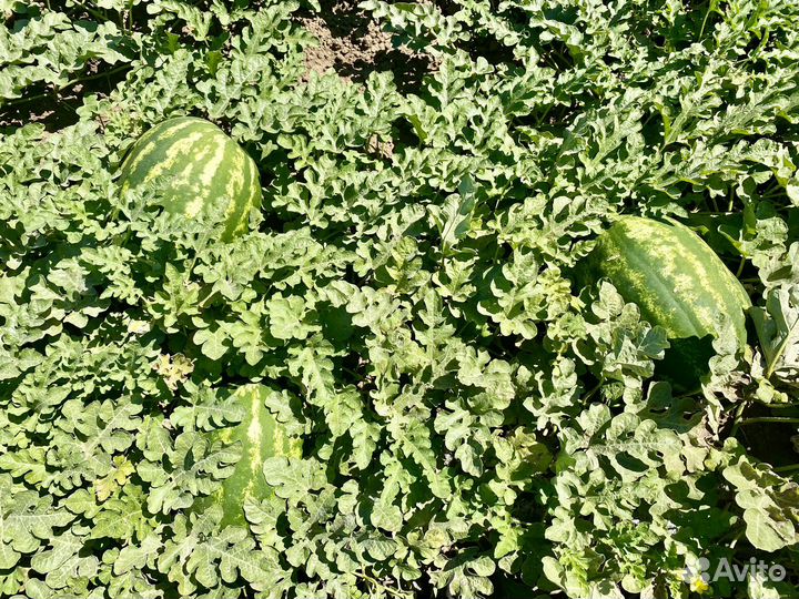 Арбуз оптом каристан