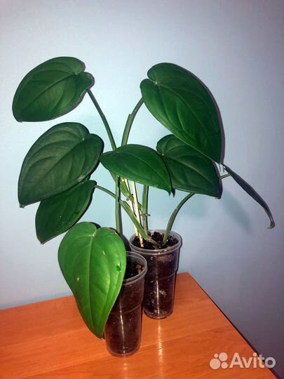 Сингониумы