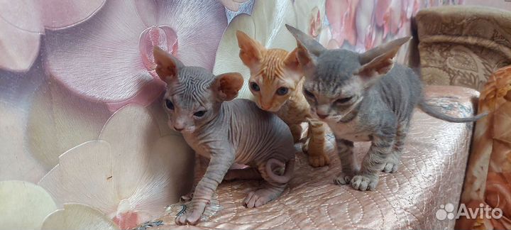 Котята сфинкс