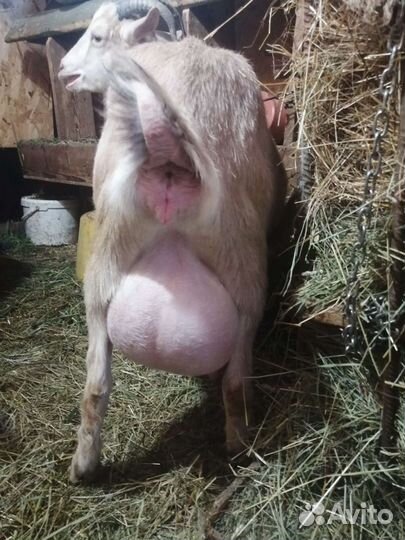 Козье молоко,сыр,жир