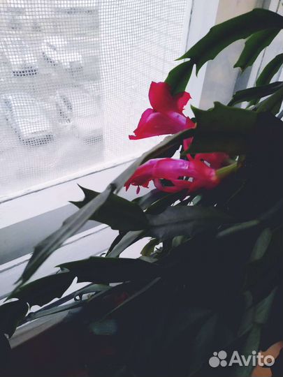 Цветок декабрист