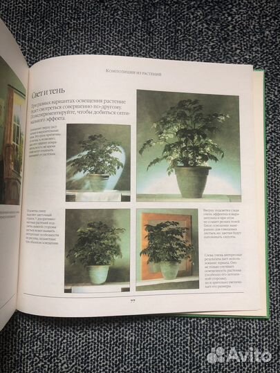 Растения в интерьере