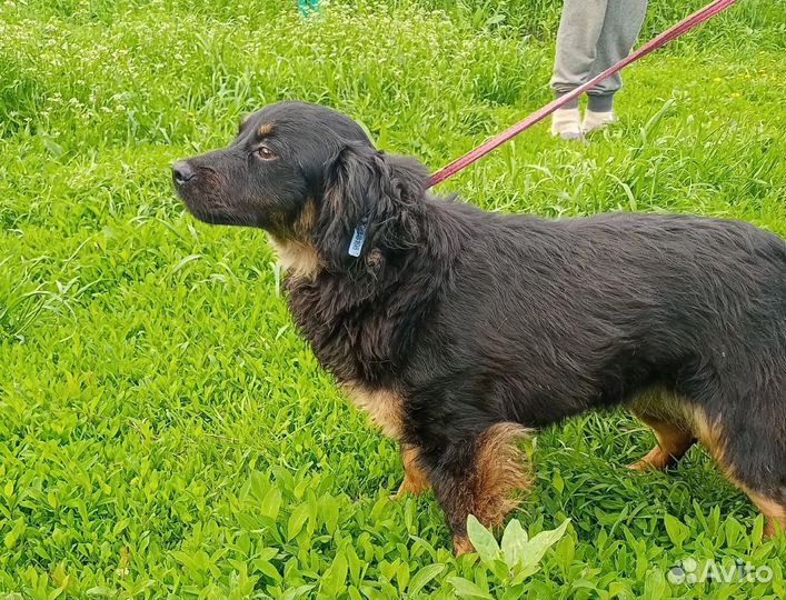 Собака в добрые руки