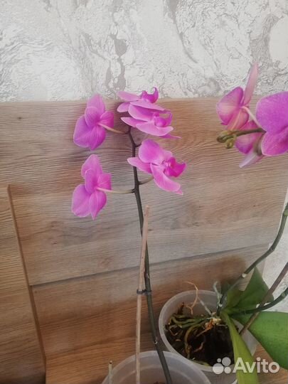 Орхидея фаленопсис