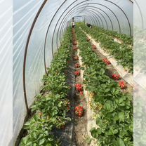 Работники на сбор клубники, Белореченск