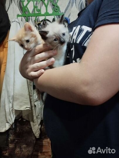 Котята в добрые руки бесплатно