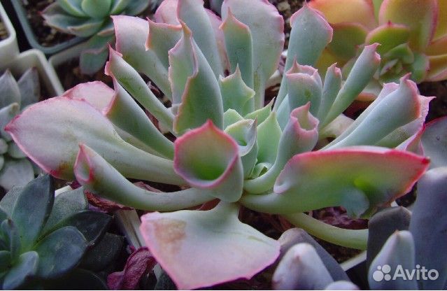 Эхеверия trumpet pinky