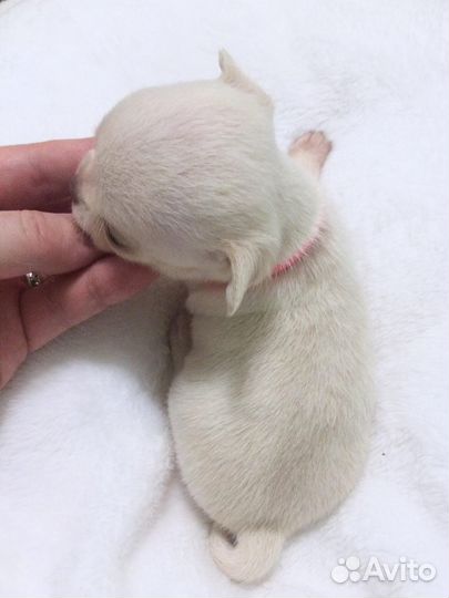 Щенки чихуахуа мини