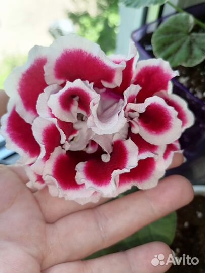 Глоксиния махровая