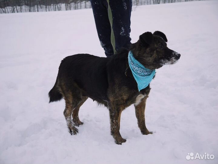 Баллин - Взрослая собака нуждается в хозяине