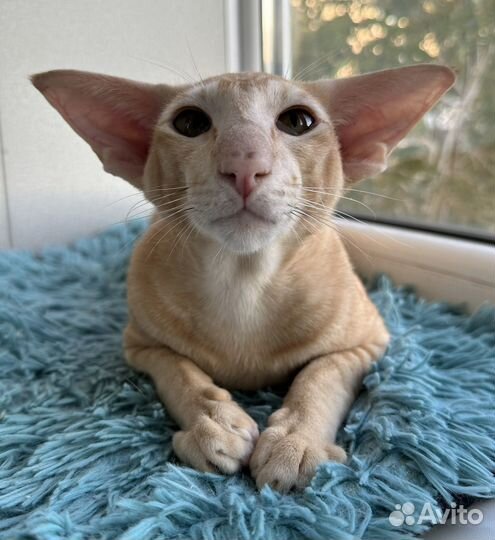 Ориентальный кот экстрим